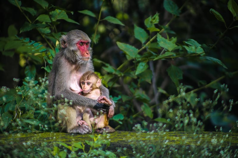 Jungle Expeditions