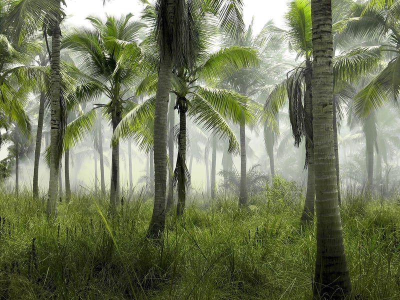Tropical Jungle